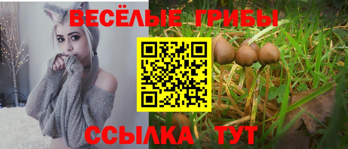 Галлюциногенные грибы Cubensis Свободный